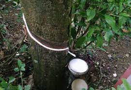 Natural_rubber